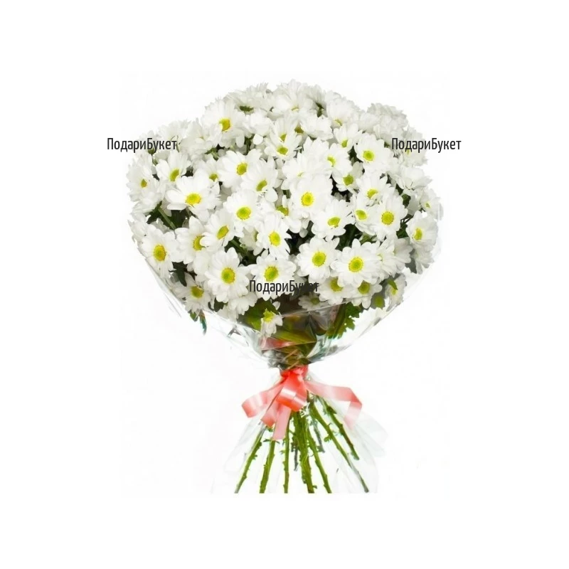 Send beautiful bouquet of white chrysanthemums to Plovdiv, Varna, Burgas