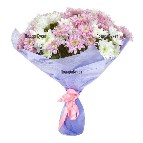 Send bouquet of pink chrysanthemums to Sofia, Plovdiv, Varna, Burgas.