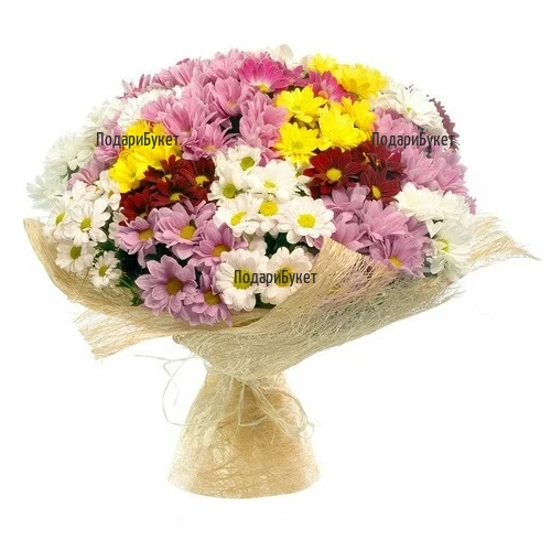 Send bouquet of chrysanthemums to Ruse, Haskovo, Vidin, Gabrovo