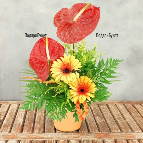 Send exotic bouquet of gerberas and anthuriums