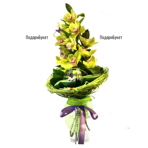 Send flowers to Sofia, Plovdiv - bouquet of Cymbidium orchid
