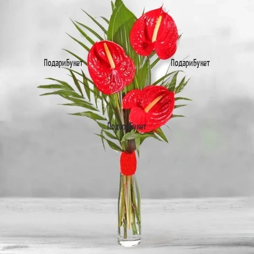 Order flowers and bouquets of anthuriums to Sofia, Plovdiv, Varna, Burgas