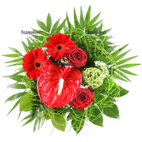 Order bouquet of anthuriums and gerberas to Sofia, Plovdiv, Varna, Burgas