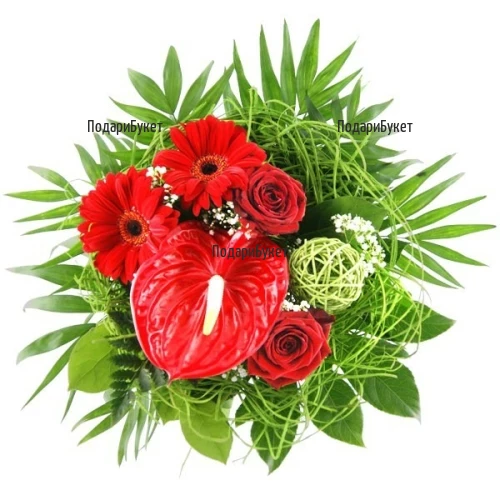 Order bouquet of anthuriums and gerberas to Sofia, Plovdiv, Varna, Burgas