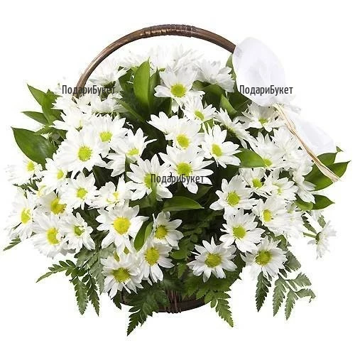Доставка на кошница с цветя и бели хризантеми в София, Пловдив, Варна