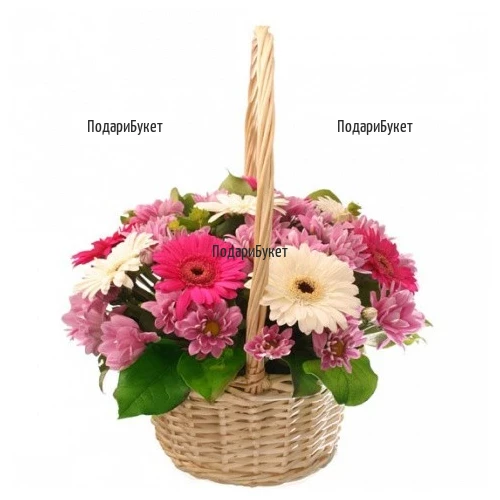 Send flower basket - gerberas and chrysanthemums to Sofia, Plovdiv