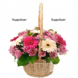 Доставка на кошница с цветя - гербери и хризантеми в София и Пловдив