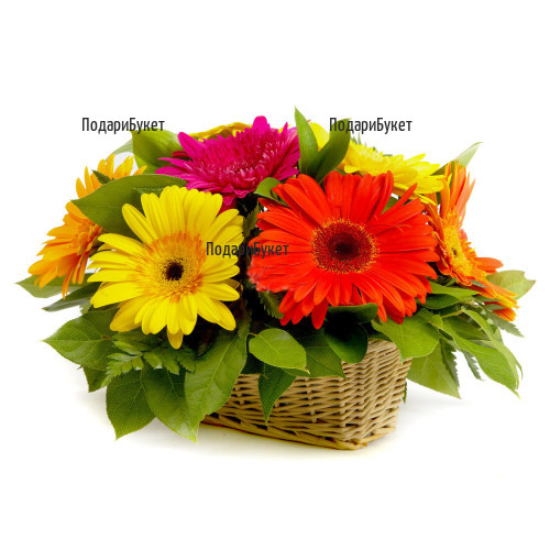 Send a basket with gerberas and greenery to Sofia, Plovdiv, Varna, Ruse