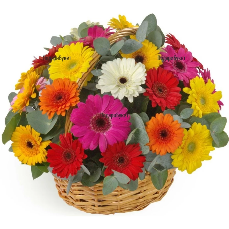 Order basket with flowers, multicoloured gerberas and greenery to Sofia