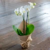 Send white Phalaenopsis orchid pot plant to Sofia, Plovdiv