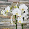 Доставка на голяма бяла орхидея Фалаенопсис в саксия в София. Пловдив