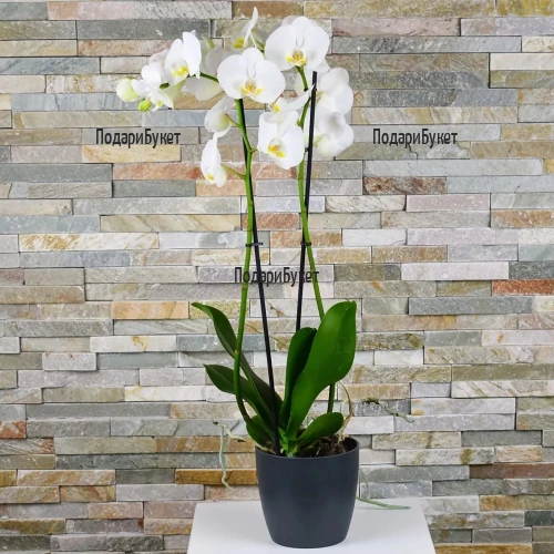 Доставка на голяма бяла орхидея Фалаенопсис в саксия в София. Пловдив
