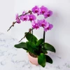 Send Pink Phalaenopsis orchid pot plant to Sofia, Plovdiv, Varna, Burgas