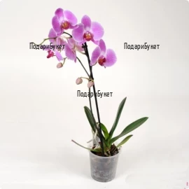 Send Orchids - pot plants то София, Плея в саксия в София, Пловдив, Варна, Бургас