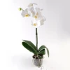 Send Orchids - pot plants то София, Плея в саксия в София, Пловдив, Варна, Бургас