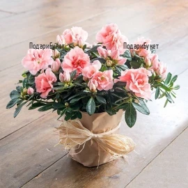 Send Pink Azalea pot plant to Sofia, Plovdiv, Varna, Burgas