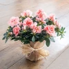 Send Pink Azalea pot plant to Sofia, Plovdiv, Varna, Burgas