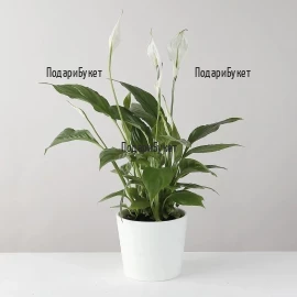 Send Spathiphyllum - pot plant to Sofia, Plovdiv, Varna, Burgas