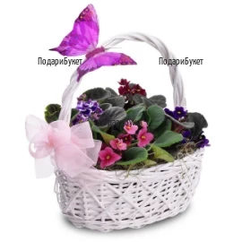 Send basket with Saintpaulia to Plovdiv, Sofia, Varna, Burgas