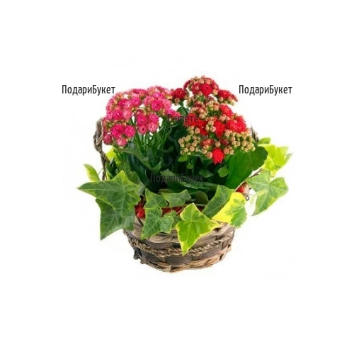 Онлайн поръчка на цветя и кошници с растения и цветя в София, Пловдив