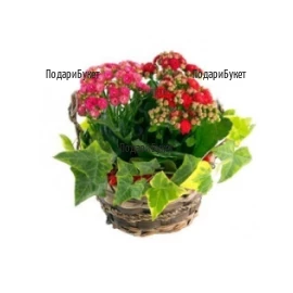 Order online flowers and baskets with pot plants and flowers to Sofia, Plovdiv