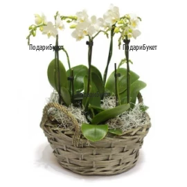 Send arrangement of white orchids and greenery to Sofia, Plovdiv