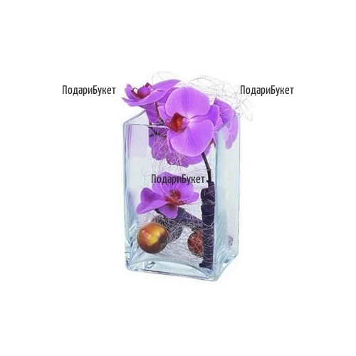 Send arrangement - purple Phalaenopsis orchid in glass container