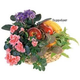 Send a basket with pot plants and fruits to Sofia