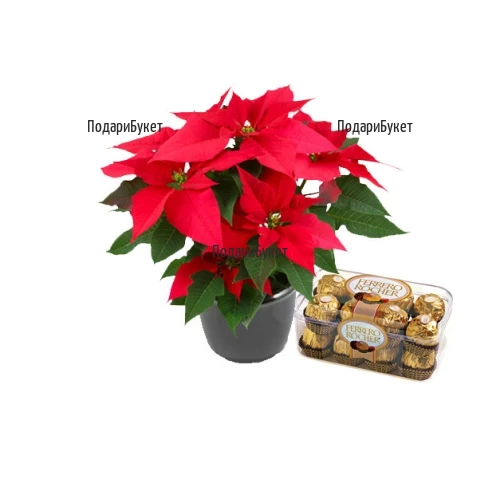Send Poinsettia and luxury chocolates by courier