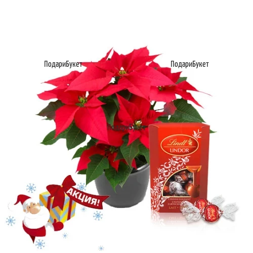 Order and deliver  Poinsettia and Lindor Kornet chocolates