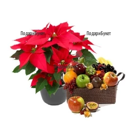 Send Poinsettia and fruits to Plovdiv