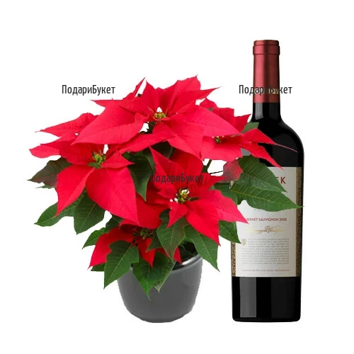Send Poinsettia and a bottle of wine to Sofia, Plovdiv,  Varna