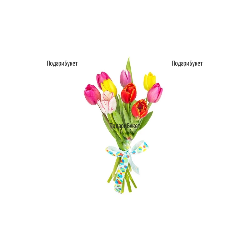 Send bouquet of 9 tulips to Sofia, Plovdiv, Varna
