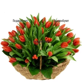 Send a basket with 101 red tulips to Plovdiv, Sofia, Ruse by courier