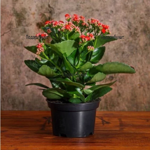 Send to Bulgaria red kalanchoe in pot