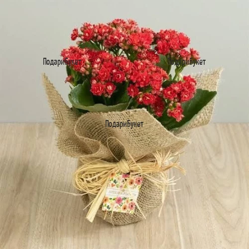 Send to Bulgaria red kalanchoe in pot