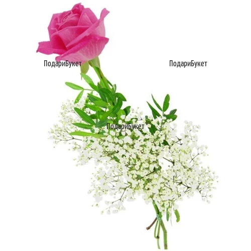 Send one pink rose to Sofia, Plovdiv, Varna, Burgas
