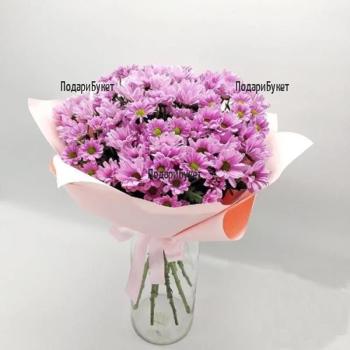 Send bouquet of pink chrysanthemums to Ruse, Haskovo, Pleven, Varna
