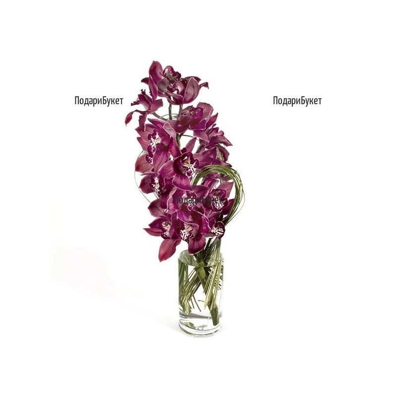 Flower delivery - bouquet of Cymbidium orchid to Sofia