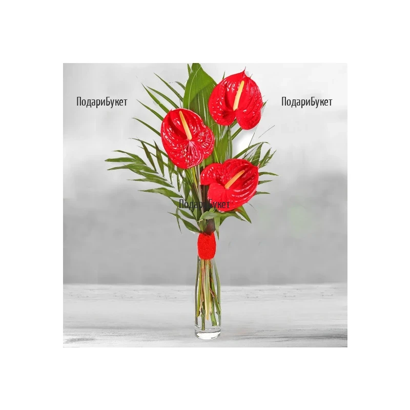 Order flowers and bouquets of anthuriums to Sofia, Plovdiv, Varna, Burgas
