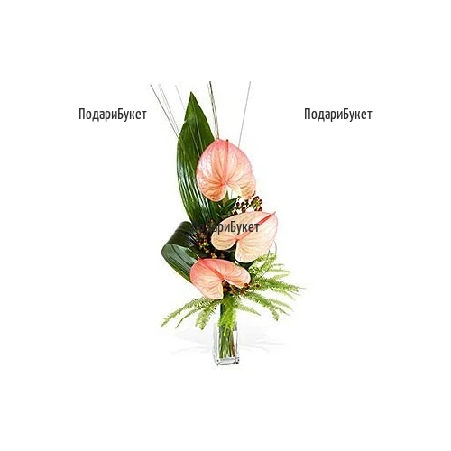 Send flowers and bouquets of pink anthuriums to Sofia, Varna, Burgas
