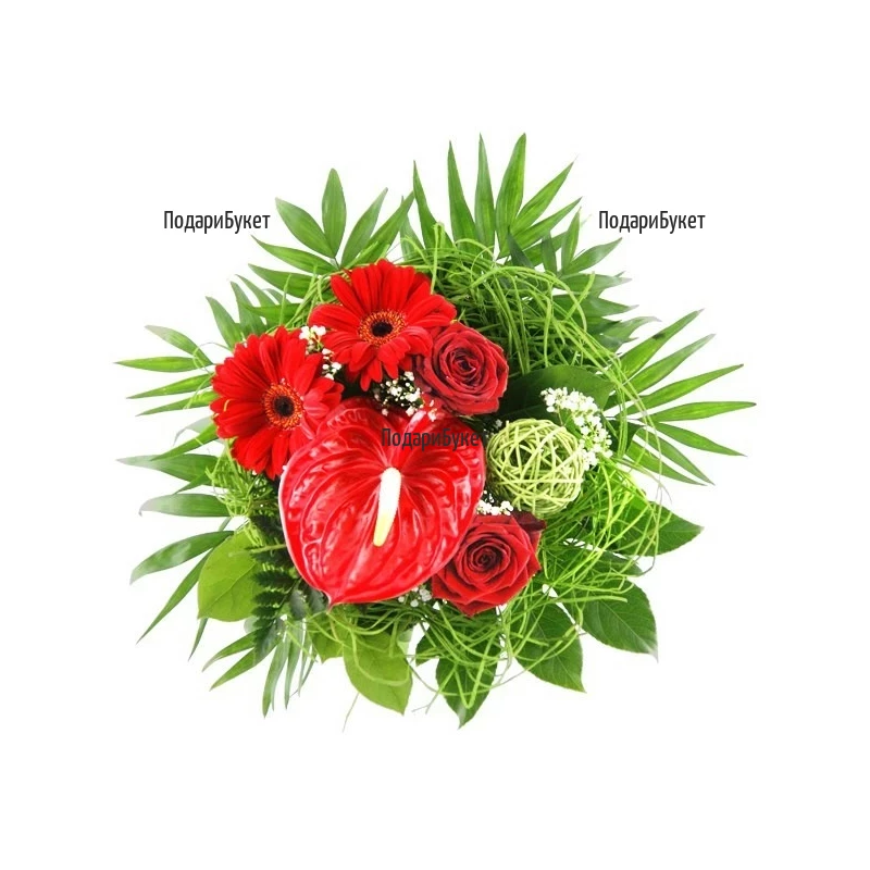 Order bouquet of anthuriums and gerberas to Sofia, Plovdiv, Varna, Burgas