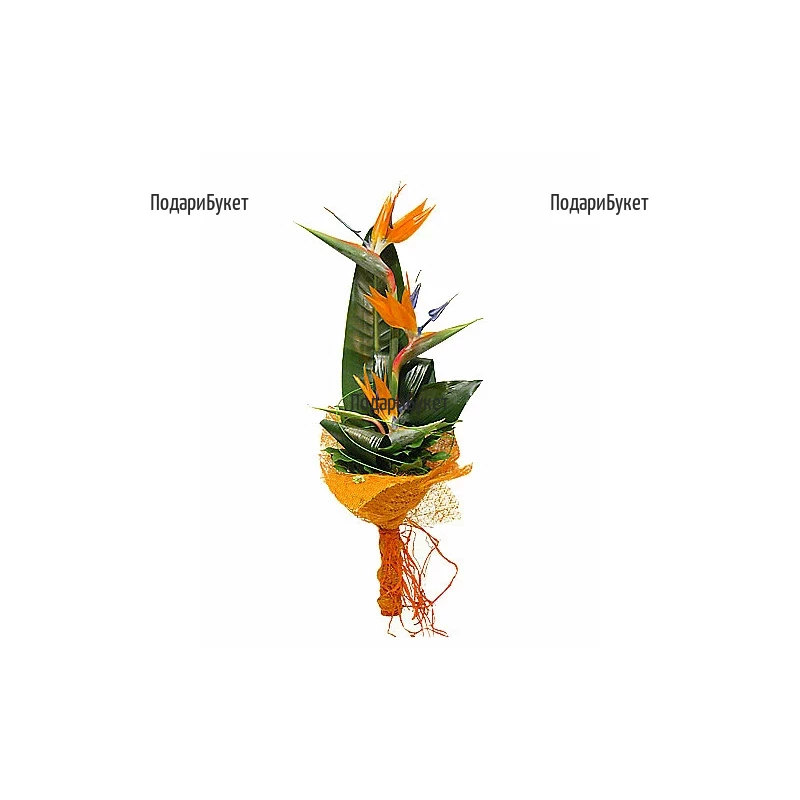 Send exotic bouquet of Strelitzia to Sofia, Plovdiv, Varna, Burgas
