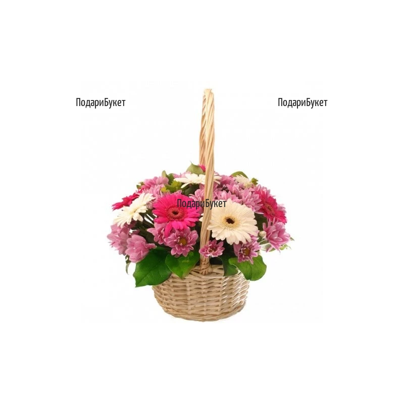 Send flower basket - gerberas and chrysanthemums to Sofia, Plovdiv