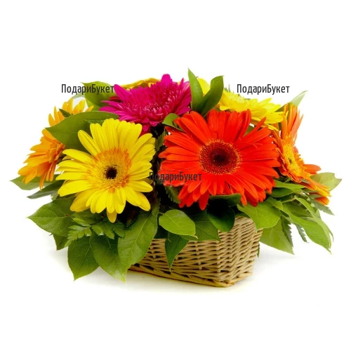 Send a basket with gerberas and greenery to Sofia, Plovdiv, Varna, Ruse