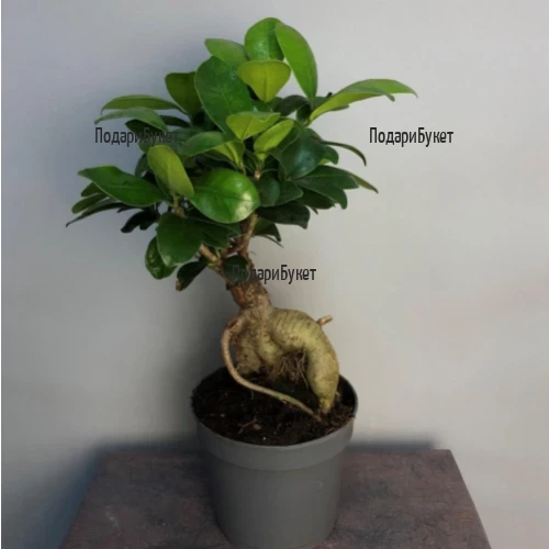 Send Bonsai - Ficus Ginseng by courier to Sofia, Plovdiv, Varna, Burgas
