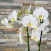 Send white Phalaenopsis orchid pot plant to Sofia, Plovdiv