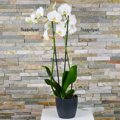 Send white Phalaenopsis orchid pot plant to Sofia, Plovdiv
