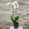 Send white Phalaenopsis orchid pot plant to Sofia, Plovdiv