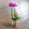 Send Pink Phalaenopsis orchid pot plant to Sofia, Plovdiv, Varna, Burgas